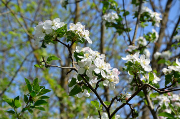 apple tree flowers