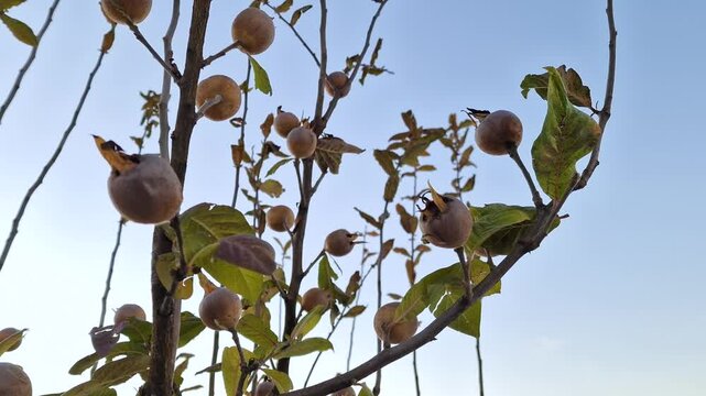 Mespilus germanica, common medlar, large shrub tree in the rose family Rosaceae. Low angle against blue sky