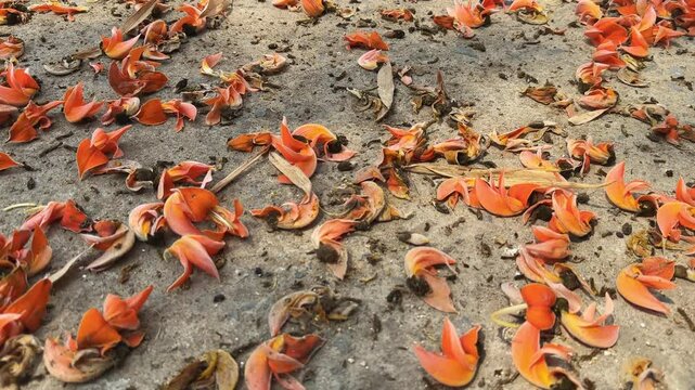 Bright red flower of tree called flame of the forest, Bengal kino, dhak or palash scattered on the ground