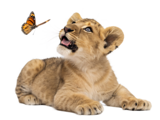 A cute group portrait shows a cat, a dog, and a young lion cub sitting as domestic pets against a Transparent background