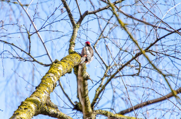 Woodpecker with red crown resting quietly on a mossy tree branch outdoors. Still moment captured...