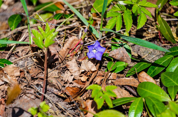 Single purple flower blooming among dry leaves in spring forest undergrowth. Ground-level close-up of vibrant violet blossom breaking through forest floor, peaceful natural emergence scene.