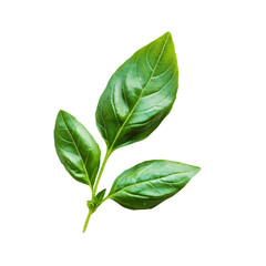 Fresh organic green basil leaves on a transparent background, perfect for culinary use and garnishing dishes, Fresh organic green basil leaf transparent background. Basil leaves transparent background