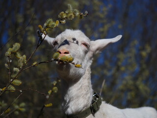 young pregnant goat white wool saanen breed grazing in  forest