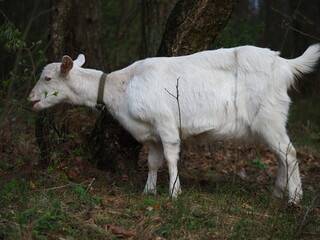 white hornless goat on free range