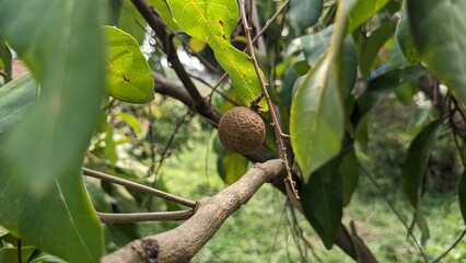 close-up of plants and flowers in the backyard, background, longan, chili, turi flower.
