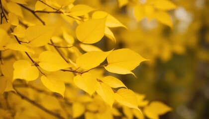 Vibrant autumn leaves (5)