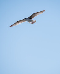 Gull in flight