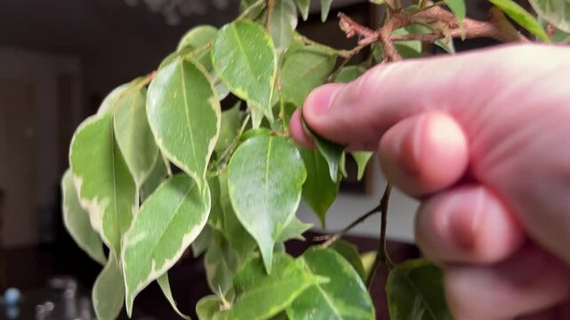 Plant with diseased leaves. Indoor evergreen plant in a pot, Ficus Benjamin, with sticky leaves. Sticky patina, called honeydew, produced by insects such as aphids or cochineal  