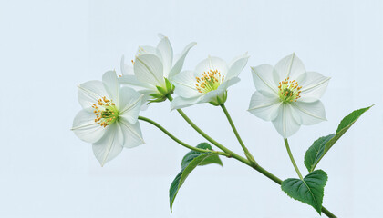 White flowers blooming against a light background  