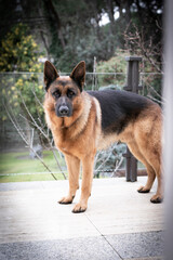 perro, pastor, alemana, pastor alemán, mascota, animal, mamífero, canino, retrato, cachorro, cuca, perro pastor, purasangre, domestica, pedigrí, pelaje, amiga, mascota, domesticado