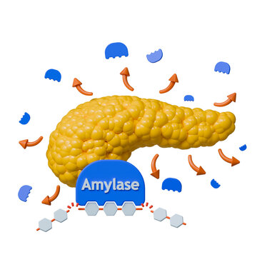 Medical and health science 3d icon. Pancreatic enzyme amylase released from pancreas breaking down starch into sugars.