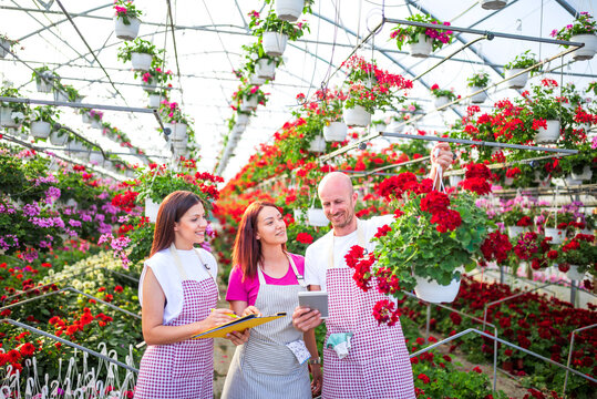 Garden center workers taking inventory of red geraniums hanging baskets