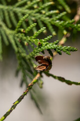 Close-up view of green foliage with a unique seed pod on a branch