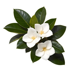 Naklejka premium Elegant Magnolia Blossoms against a Dark Background isolated on transparent background Generative AI.