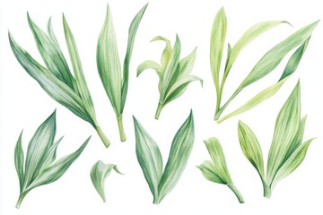 Obraz premium The illustration features a tropical leaf set, including a palm leaf, in a watercolor painting style, showcasing a green plant on a clean white background, classified under jungle clipart