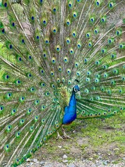 Naklejka premium Indian Peafowl (Pavo cristatus) displaying its vibrant tail feathers in full fan. The iridescent blue and green plumage is adorned with eye-like patterns, known as ocelli. 