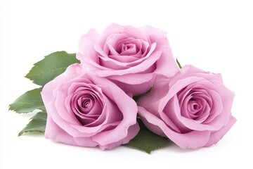 Fototapeta premium Watercolor botanical illustration featuring a set of pink roses on a white background