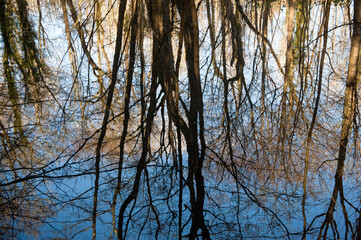 Abstract view of reflection of trees in woodland in pond water