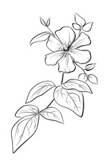 Clematis flower vine botanical sketch vector