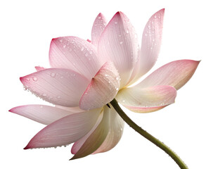 Fototapeta premium Close-up of an isolated pink bloomed lotus flower with stem