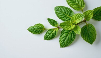 Fototapeta premium Fresh mint leaves aligned left on clean minimal surface