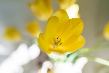 Obraz premium yellow tulip flower with earring