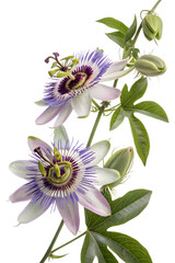 maypop flowers isolated on white background