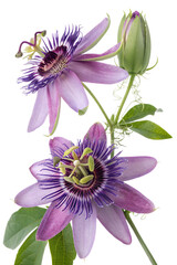 Obraz premium maypop flowers isolated on white background