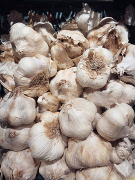 Close up still life bunch of freshly harvested garlic bulbs
