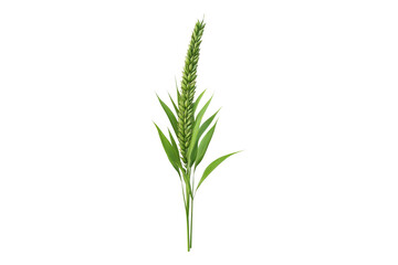 Naklejka premium Wheat spikelet
