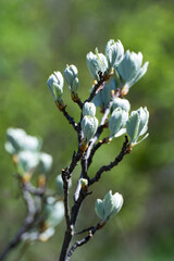 Close-up of unusual silvery young leaves of Rowan (Sorbus  aria), or aria , or mealy  in spring. Fresh young fluffy leaves of silver color appeared from the swollen buds.