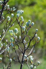 Branches of Rowan ( Sorbus  aria ), or aria , or mealy  in spring. Fresh young fluffy leaves of silver color appeared from the swollen buds, which create a shimmering effect in the wind.
