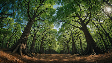 Majestic forest canopy creating a tunnel of sunlight and shadows
