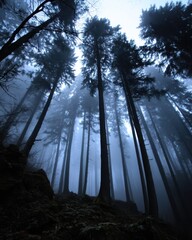 Obraz premium Ethereal forest landscape with tall trees shrouded in mist creating a mysterious atmosphere and a sense of depth and tranquility in a natural environment