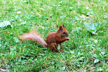 A squirrel with reddish-brown fur sits upright in a patch of green grass, holding food in its paws and looking attentively to the side