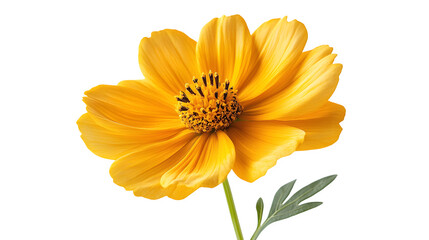 A vibrant yellow flower in full bloom with stem and leaves, isolated on white background
