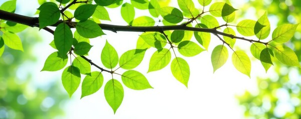 Obraz premium Branches with leaves isolated on white background, tree, forest, nature