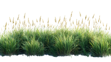 Coastal restoration grass and sea oats forming a natural barrier, isolated on white background