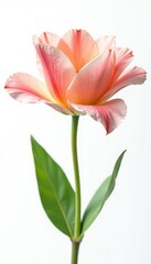 Naklejka premium Delicate flower petals unfolding on a white background, botanical, isolated