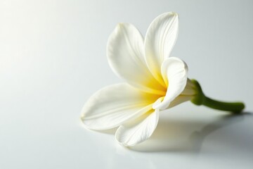 Obraz premium Delicate petals unfurl on a pristine white surface, soft, delicate