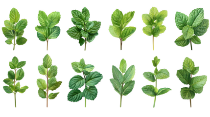 Collection of fresh mint leaves in different orientations isolated on white background