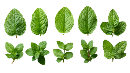 Collection of fresh mint leaves in different orientations isolated on white background
