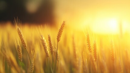 Wheat field at sunset