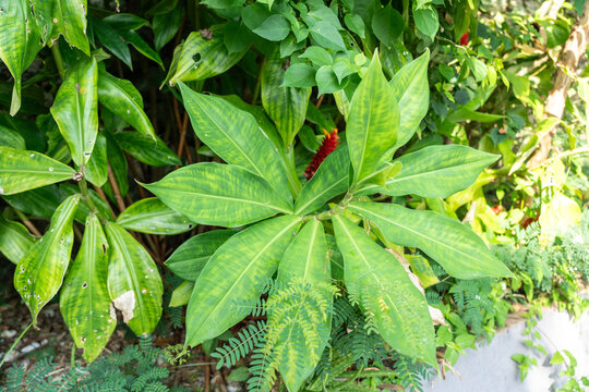 Tropical costus plant with large green leaves and red flower bract growing in Seychelles