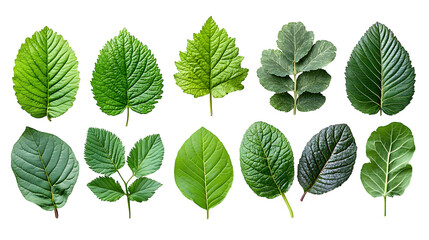 Assorted green leaves from different plant species arranged symmetrically for design elements isolated on white background