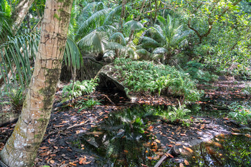 Tropical swamp in Seychelles with palms, ferns, and shallow water, featuring reflections