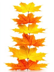 Fototapeta premium Autumnal Cascade of Maple Leaves in Vibrant Yellow and Orange Hues on White Backdrop a Captivating Fall Composition