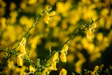 Fleurs de genêt
