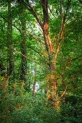 Arbre dans la lumière